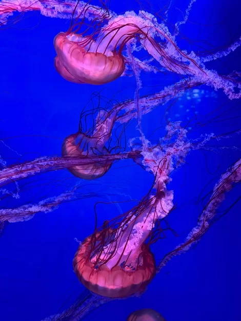 Pink jelly fish in a blue aquarium