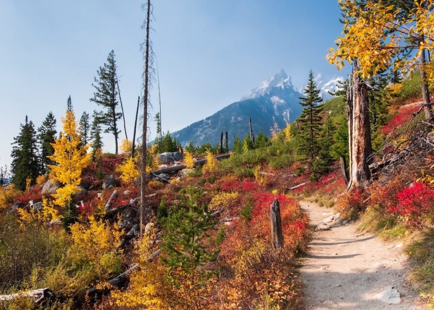 Fall foliage and mountain views in Grand Teton