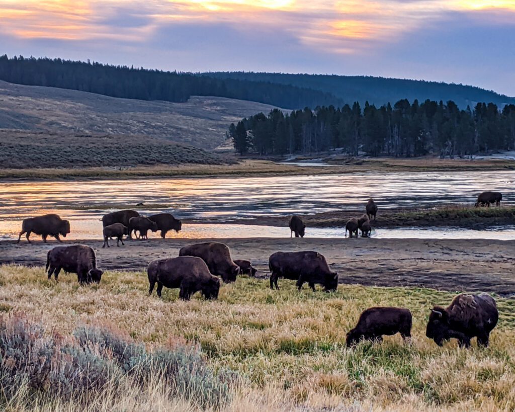 Adventurous Tastes | Animal spotting is part of any Yellowstone Itinerary. A herd of buffalo grazing in Hayden Valley at Yellowstone