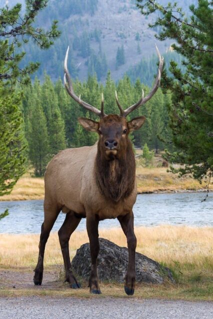 Animal spotting is a highlight of any Yellowstone itinerary. Elk bull with large horns at Yellowstone National Park