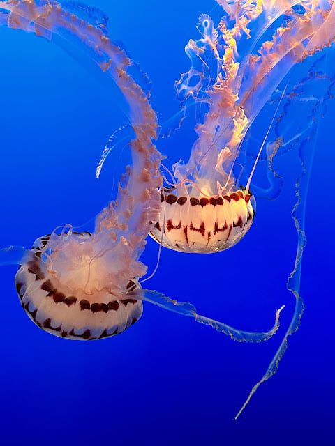 Two jellyfish in a tank at Monterey Aquarium, a must-see when spending 4 days in Northern California with kids