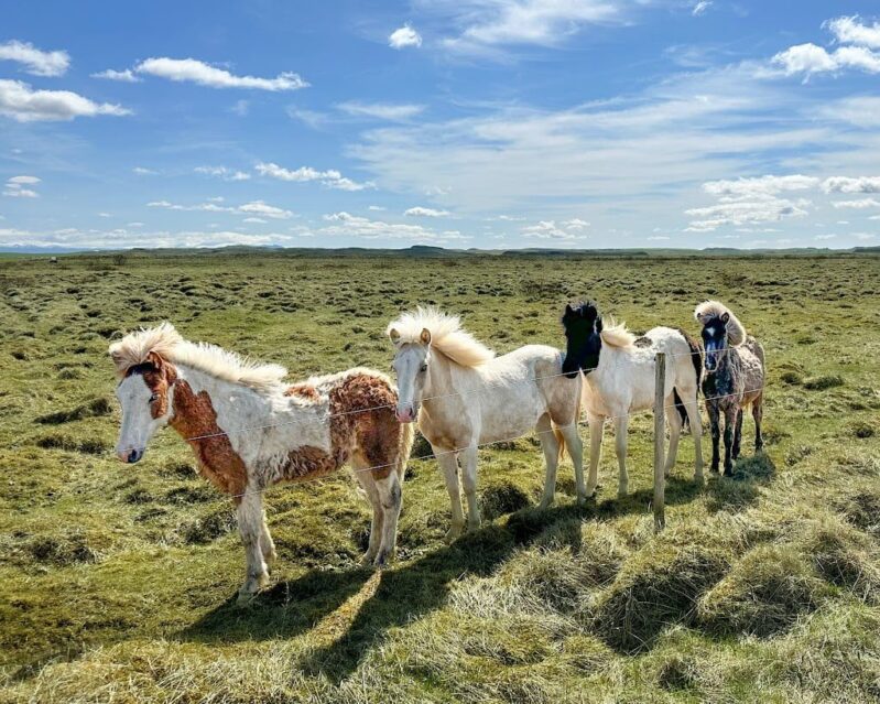 Iceland is an idea desitnation for a family trip to Europe, and horseback riding is a must-do activity.
Four Icelandic horses wait to be ridden on a sunny day