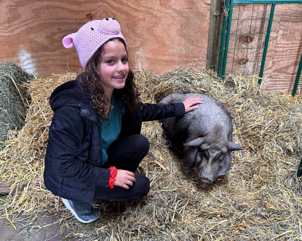 Buckbrook alpacas is a must-visit when in the the Catskills in fall - a little girl pets one of Buckbrook's resident pigs in his barn.