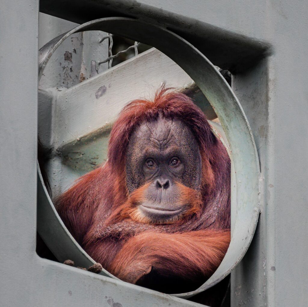 An orangutan looking out a window at the National Zoo in Washington DC