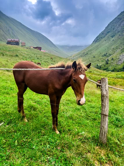 Brown horse in a green field in front of mountains in Kazbegi, Georgia