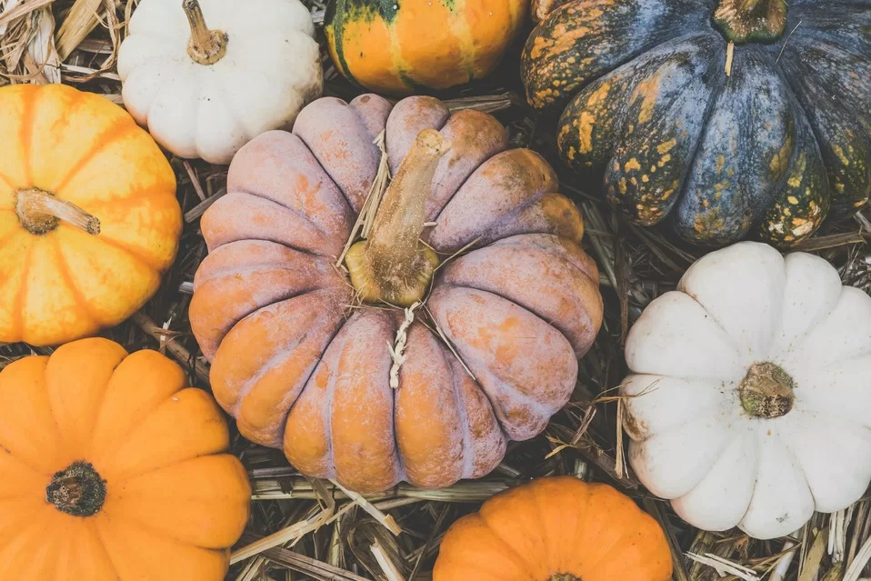 Close up of pumpkins of different shapes and sizes
Photo by Ylanite Koppens: https://www.pexels.com/photo/pumpkins-3036364/