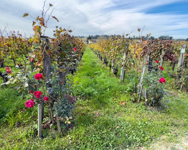 Rows of grape vines with roses planted at the ends viewed on a Bordeaux wine tour