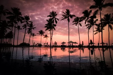 Palm trees in silouhette against a purple and pink sunset