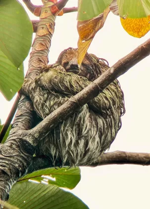 A slot curled up in a tree in Costa Rica - a sloth tour is a perfect adventure when visiting Costa Rica with kids