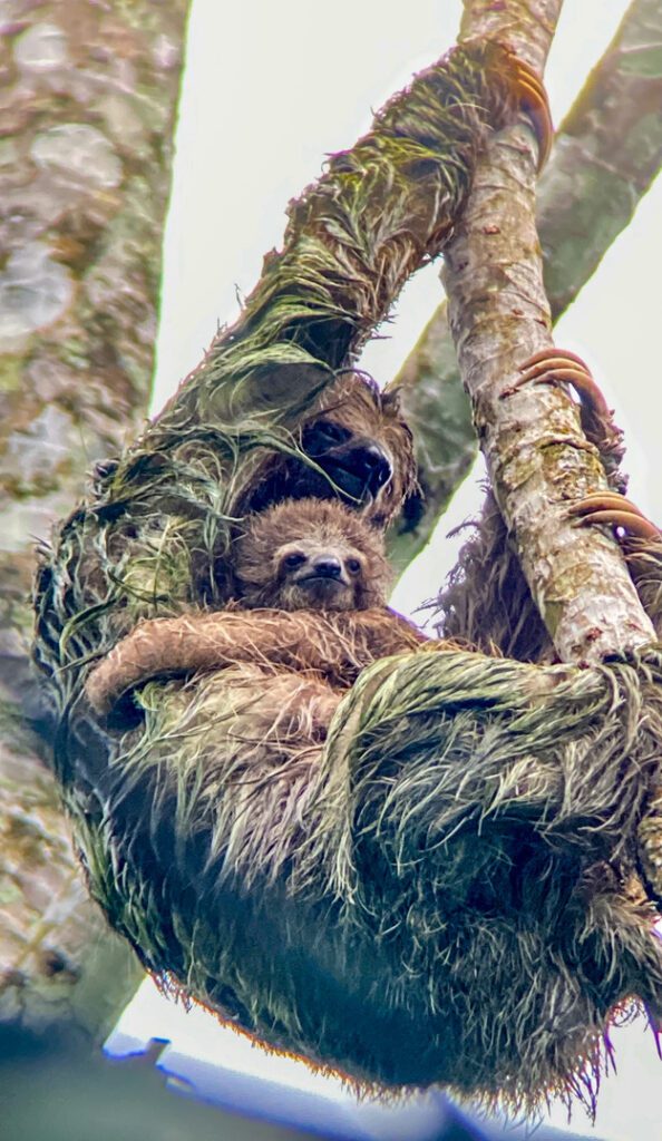 Mother and baby sloth hanging in a tree - a perfect Costa Rica for families wildlift experience