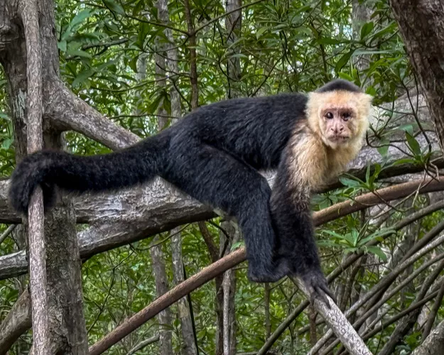 Capuchin monkey in Manuel Antonio Park in Costa Rica