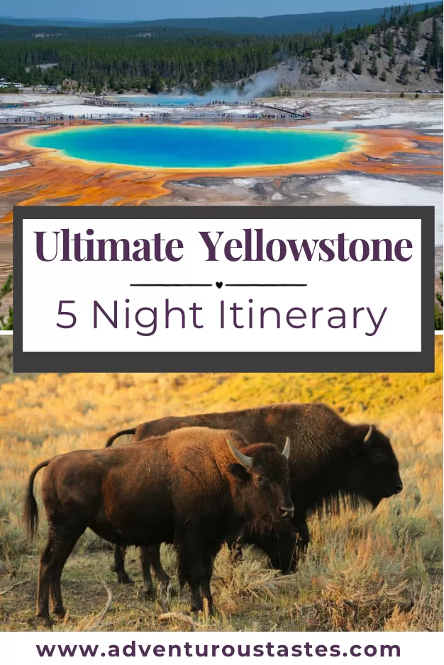 Ultimate Yellowstone 5- Night Itinerary - blue geologic pool and bison | adventuroustastes.com