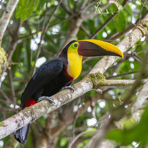 Animal spotting is a higlight of visiting Costa Rica with kids - a toucan perches in a tree - Photo by Enrique Hidalgo
