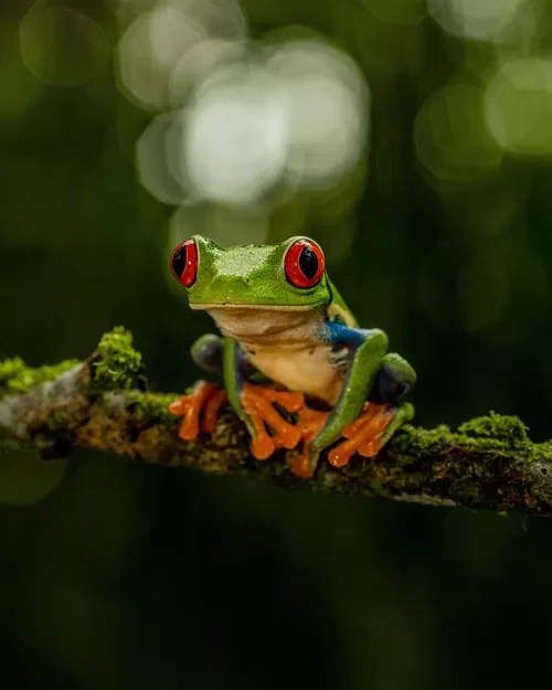 Animal spotting is a highlight of visiting Costa Rica with Kids - bright green tiny frog with red eyes