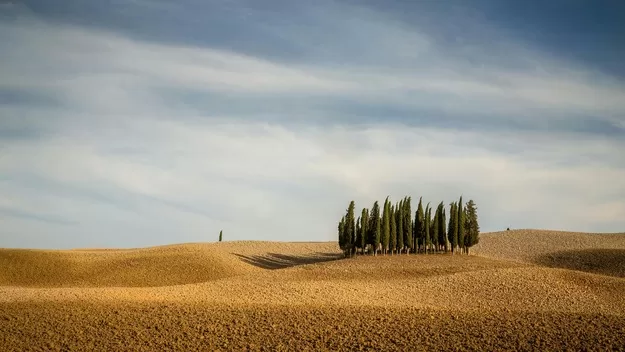 Green cypress trees on a hill in Montalcino, Italy, one of the best places to stay in Tuscany