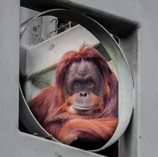 Orangutan looking through a window at the Smithsonian National Zoo in Washington DC