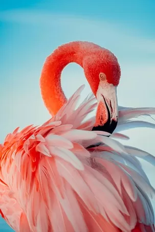 Flamingo in Aruba